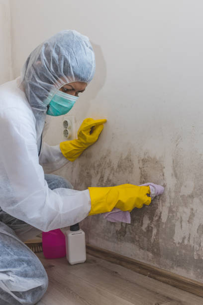 Mold Documentation for Insurance Claims in Highland, KS