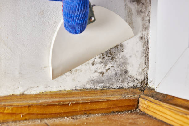 Trusted Highland, KS Mold Removal Experts