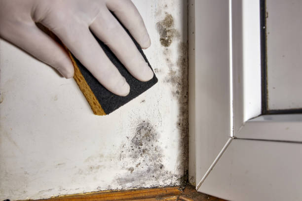 Best Attic Mold Removal  in Highland, KS